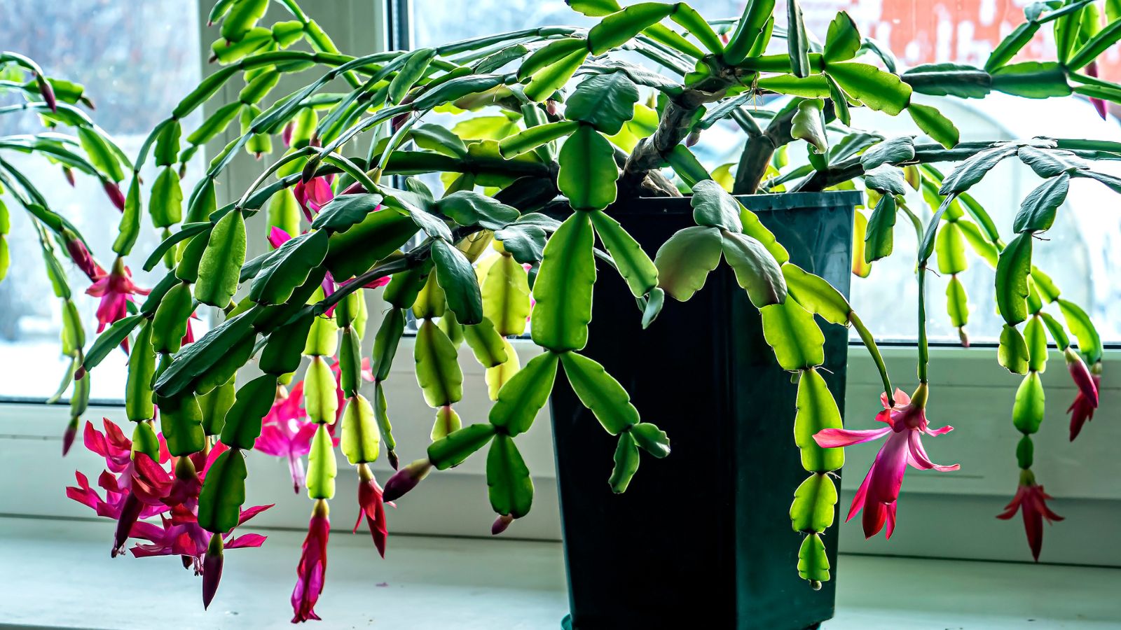 How to Get Your Christmas Cactus to Bloom on Time